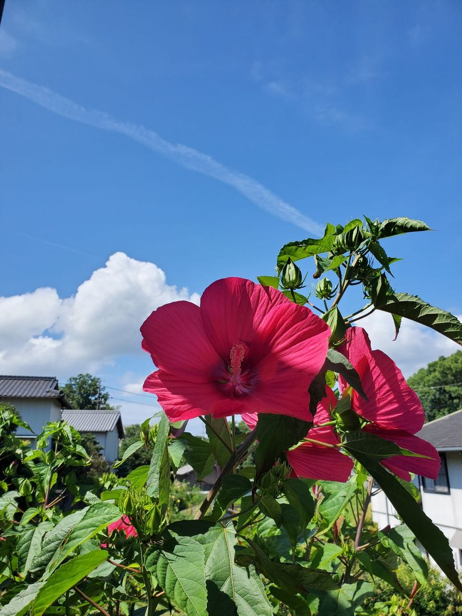 タイタンビスカスを育てています。
たくさんの花を咲かせてくれ...