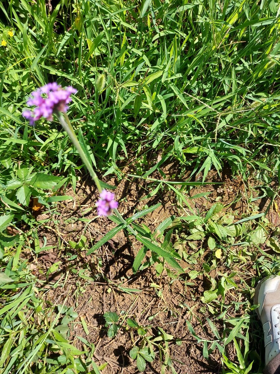 草取りをしてた時､その中にひときわかわいい紫の花を見つけまし...