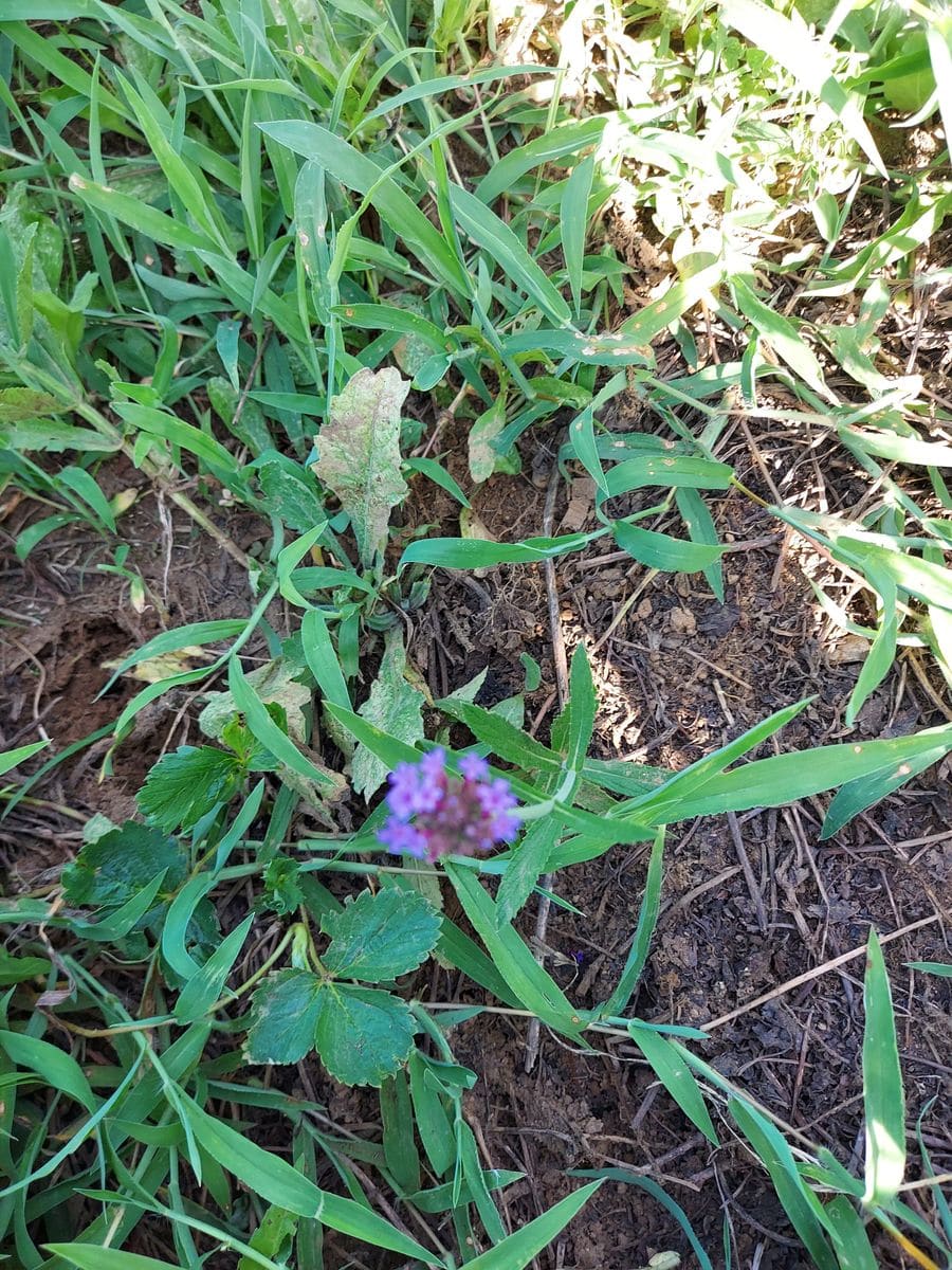 草取りをしてた時､その中にひときわかわいい紫の花を見つけまし...