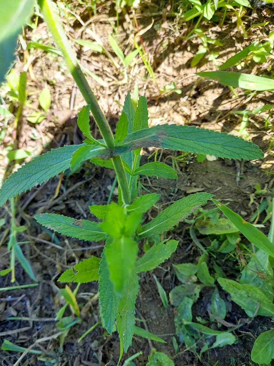 草取りをしてた時､その中にひときわかわいい紫の花を見つけまし...