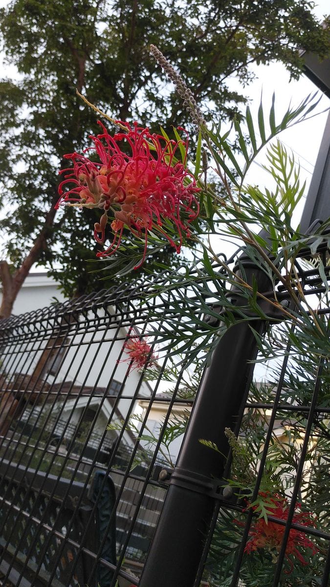 この赤い花を咲かせている木の名前を教えて下さい 真夏に咲く 園芸相談q A みんなの趣味の園芸