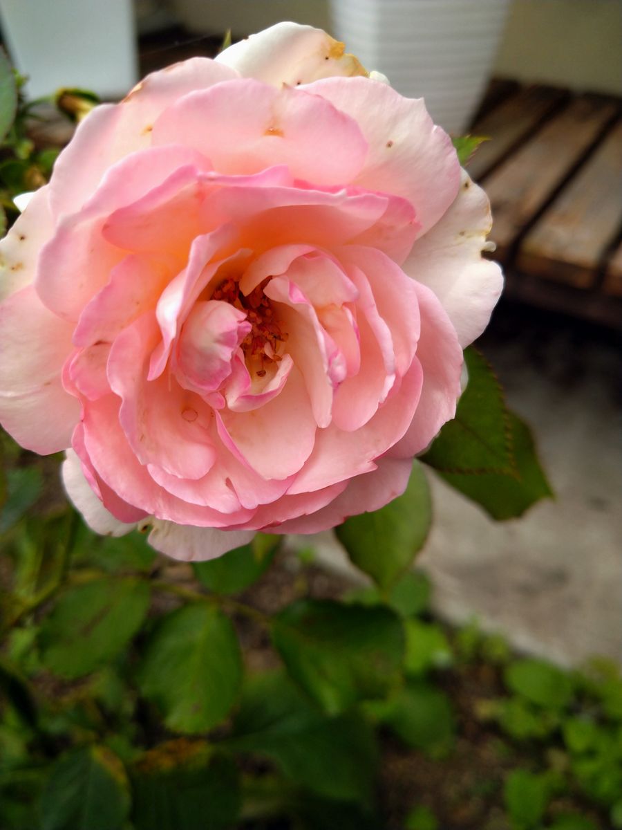 花束から挿し芽したものと思われます。最初ピエールドロンサール...