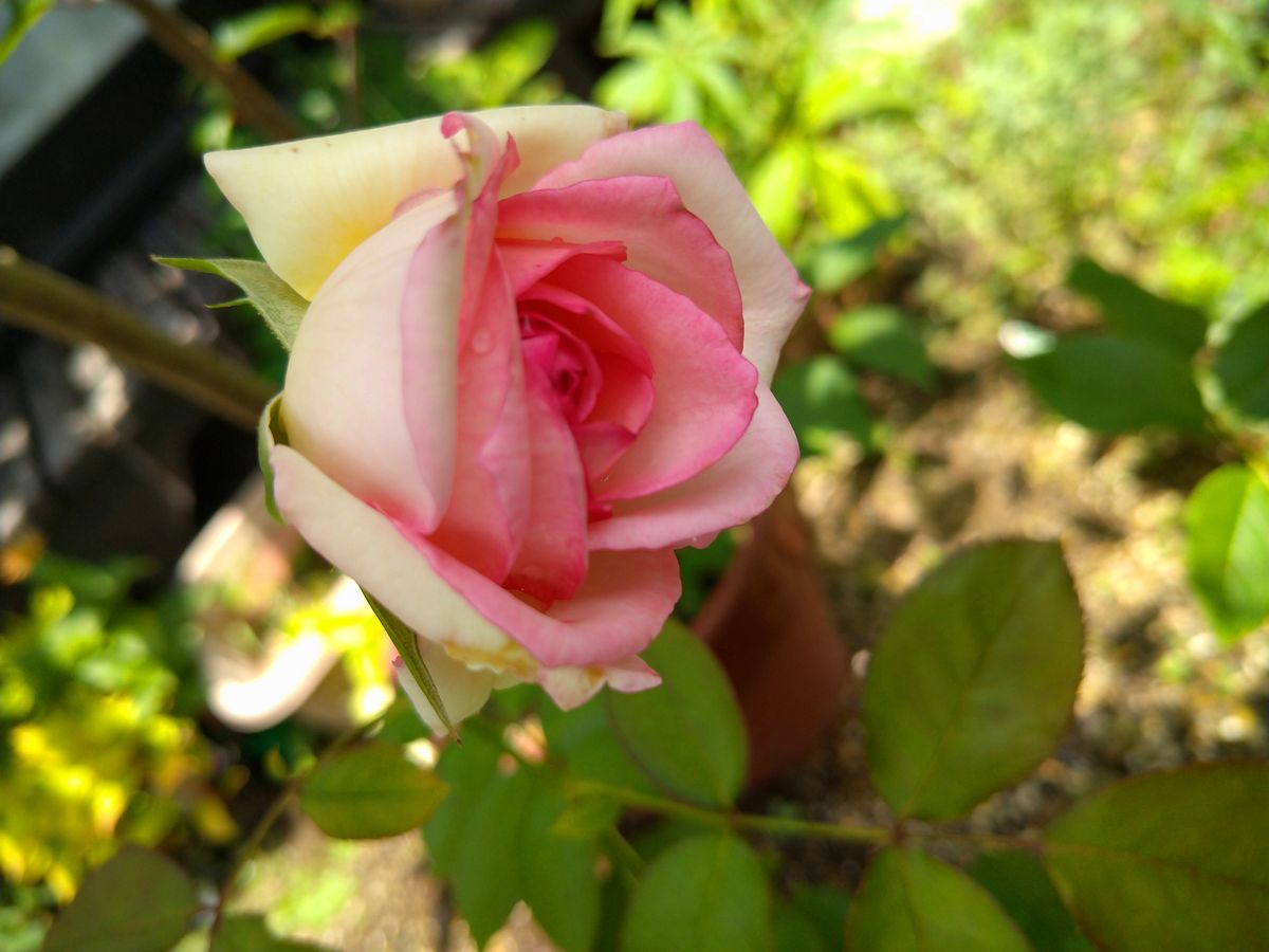 花束から挿し芽したものと思われます。最初ピエールドロンサール...