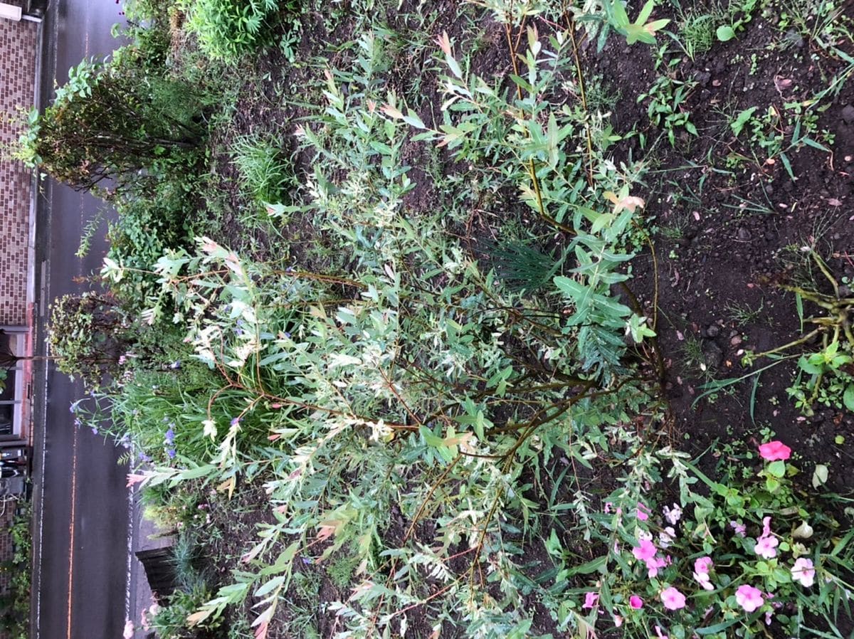 昨年の4月に植えた ハクロニシキです なんの手入れもしてい 園芸相談q A みんなの趣味の園芸