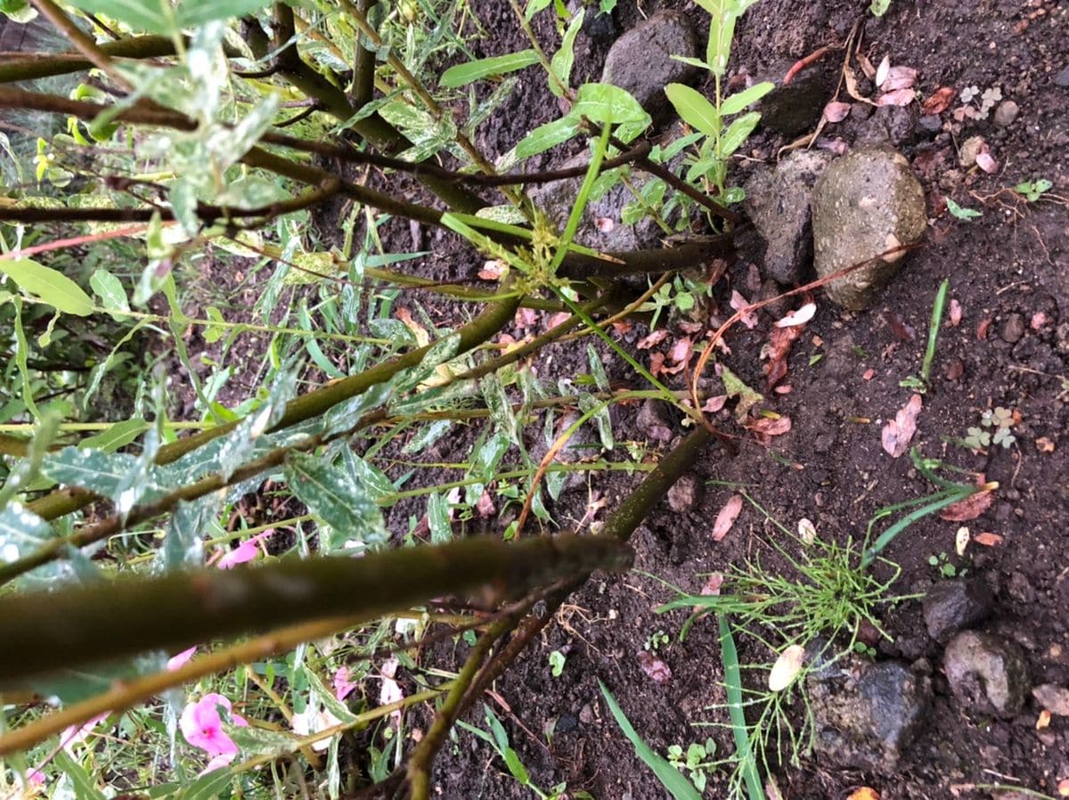 昨年の4月に植えた ハクロニシキです なんの手入れもしてい 園芸相談q A みんなの趣味の園芸