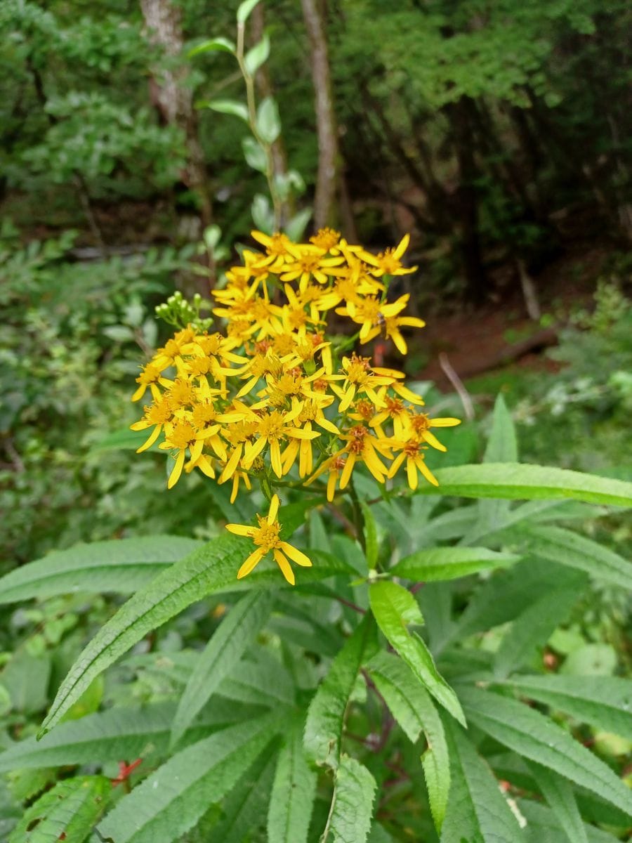 いつもお世話様になっております。
写真の花の名前が定まりませ...