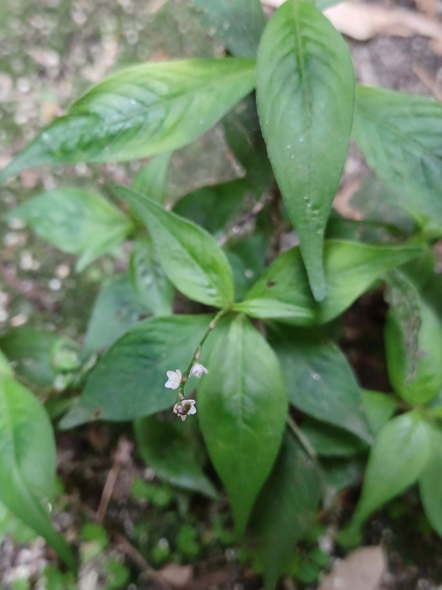 いつもお世話様になっております。

写真のタデ科の草花ですが...