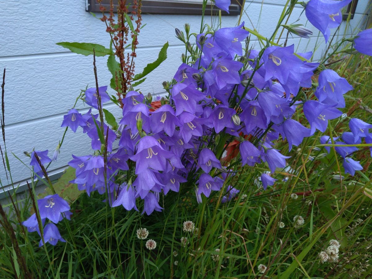 北海道道東で見かけました、この花の名前と育て