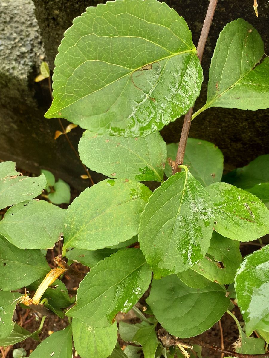 お知恵をお借りしたく この植物は 何でしょうか 葉っぱばかり...