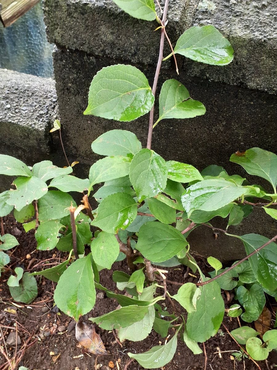 お知恵をお借りしたく この植物は 何でしょうか 葉っぱばかり...