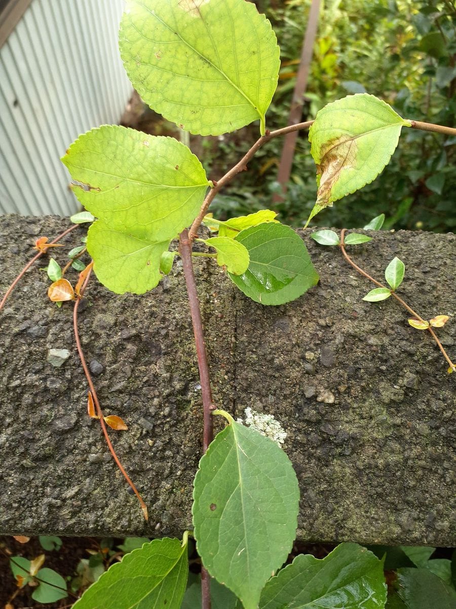 お知恵をお借りしたく この植物は 何でしょうか 葉っぱばかり...