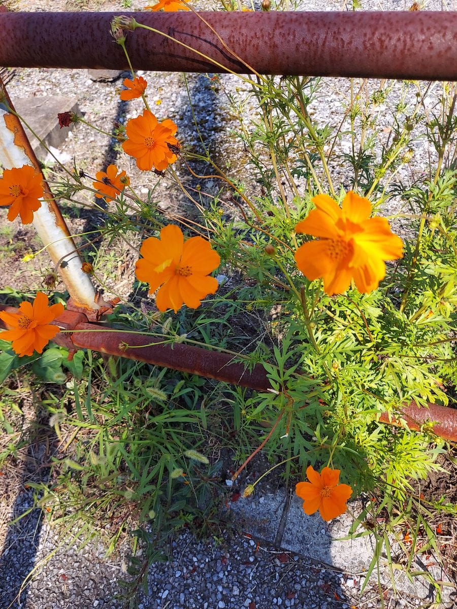 オレンジ色した花はコスモスですか 散歩してて気になりました 園芸相談q A みんなの趣味の園芸