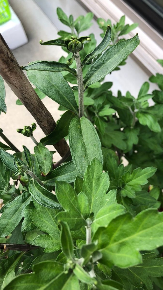 家で鉢に植えている菊です 菊の葉はギザギザしてますが 同じ 園芸相談q A みんなの趣味の園芸