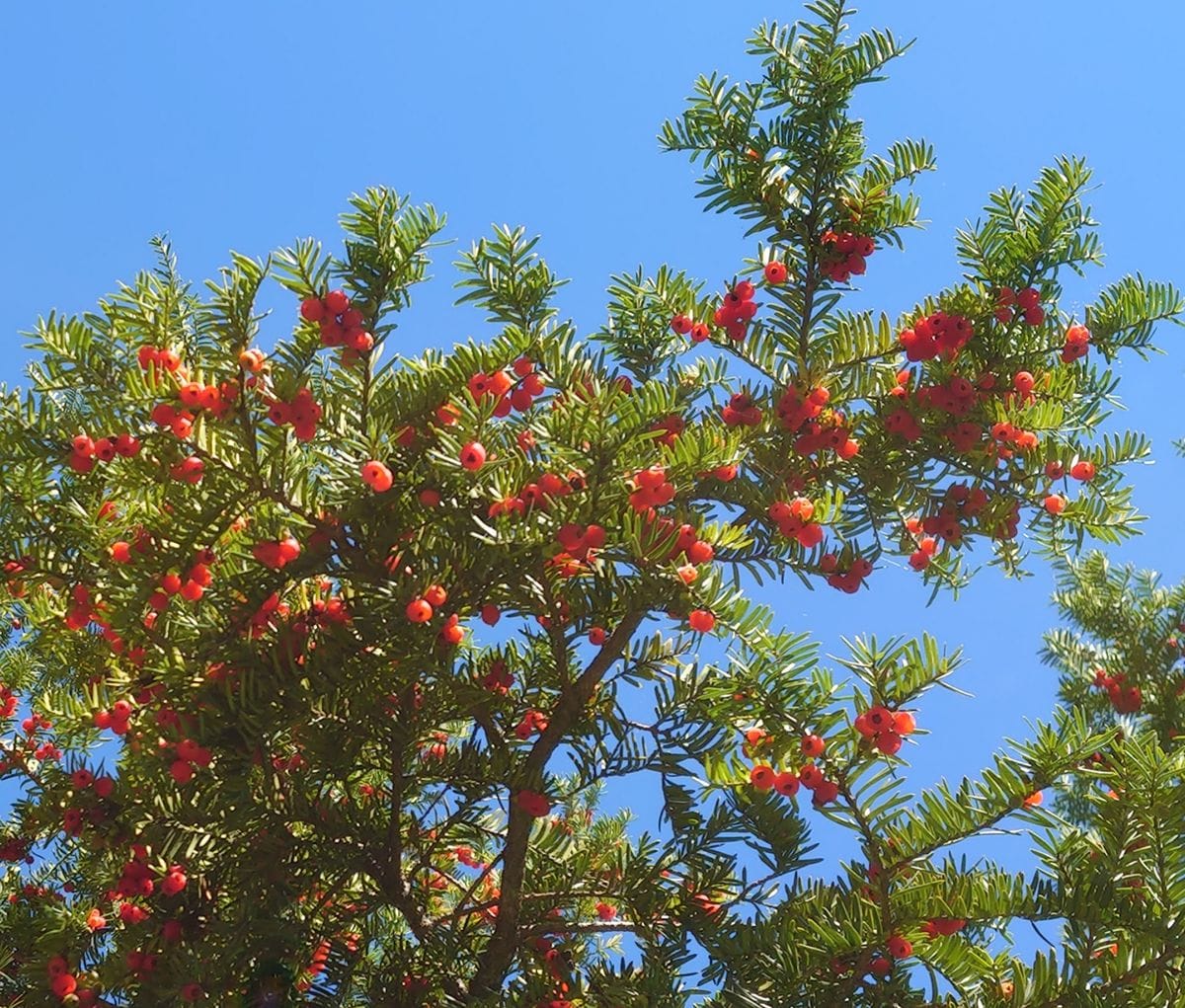長野県で見かけたこの木は何というのでしょう 赤い実 花 園芸相談q A みんなの趣味の園芸
