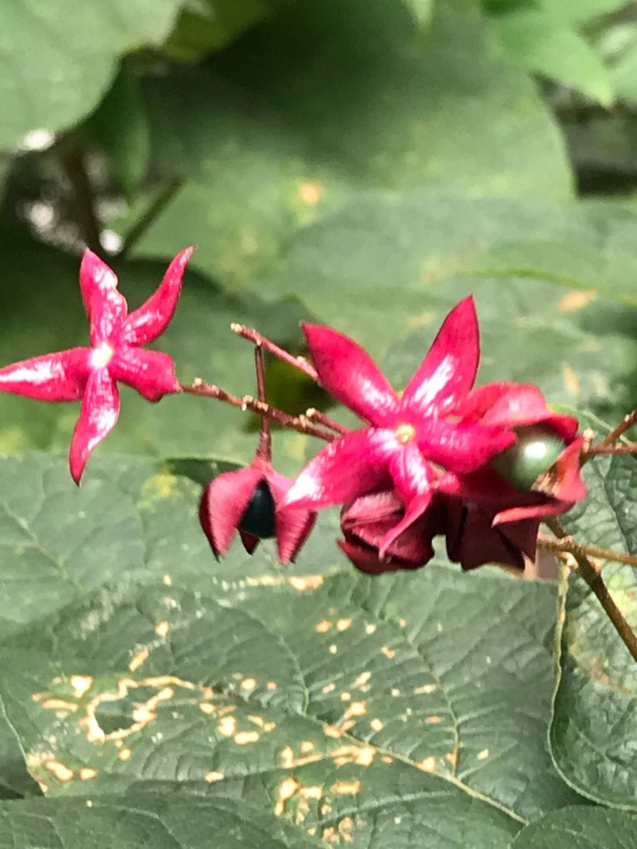 この植物は何という名前でしょうか？
花が咲き終わると、コバル...