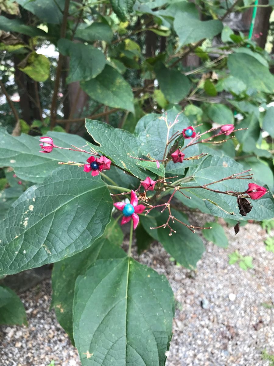 この植物は何という名前でしょうか？
花が咲き終わると、コバル...