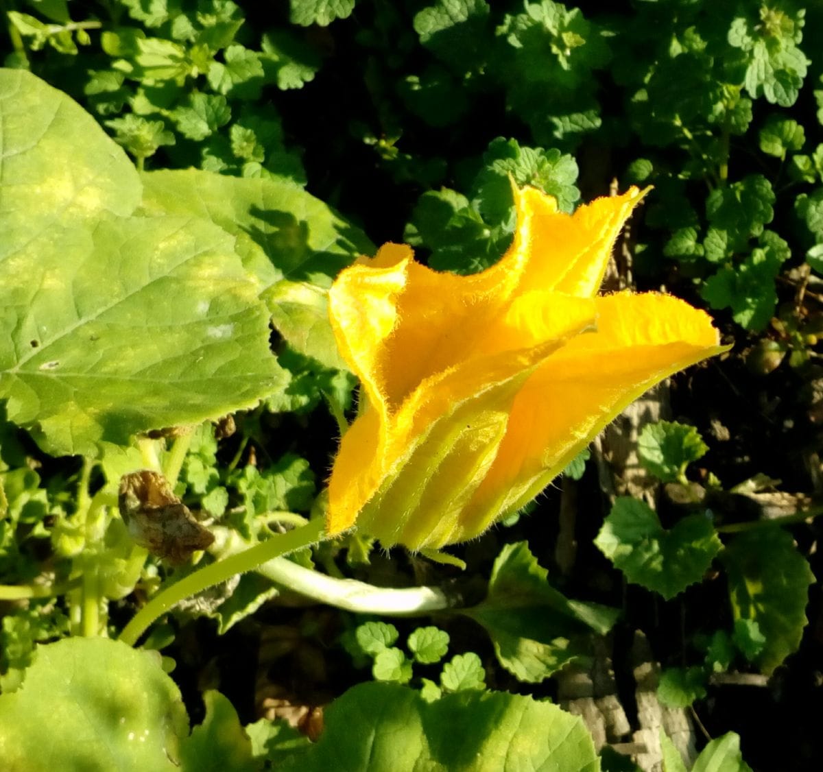 通りすがりの畑に黄色い花が咲く野菜を見つけました この野菜 園芸相談q A みんなの趣味の園芸