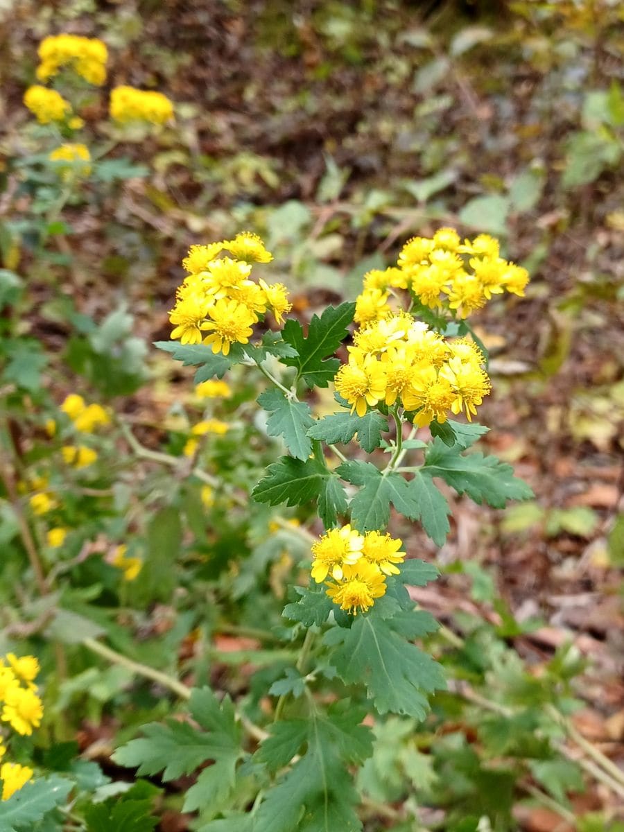 いつもお世話様です。

写真の花ですが、Gレンズではキクタニ...