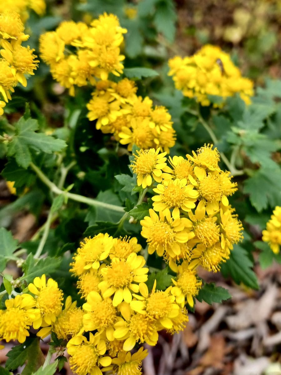 いつもお世話様です。

写真の花ですが、Gレンズではキクタニ...