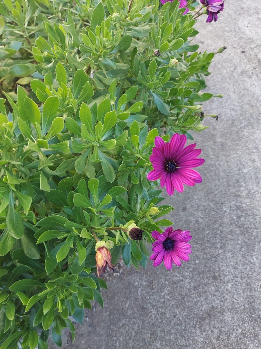 紫色したかわいい花の名前を教えて下さい 宜しくお願いします 園芸相談q A みんなの趣味の園芸