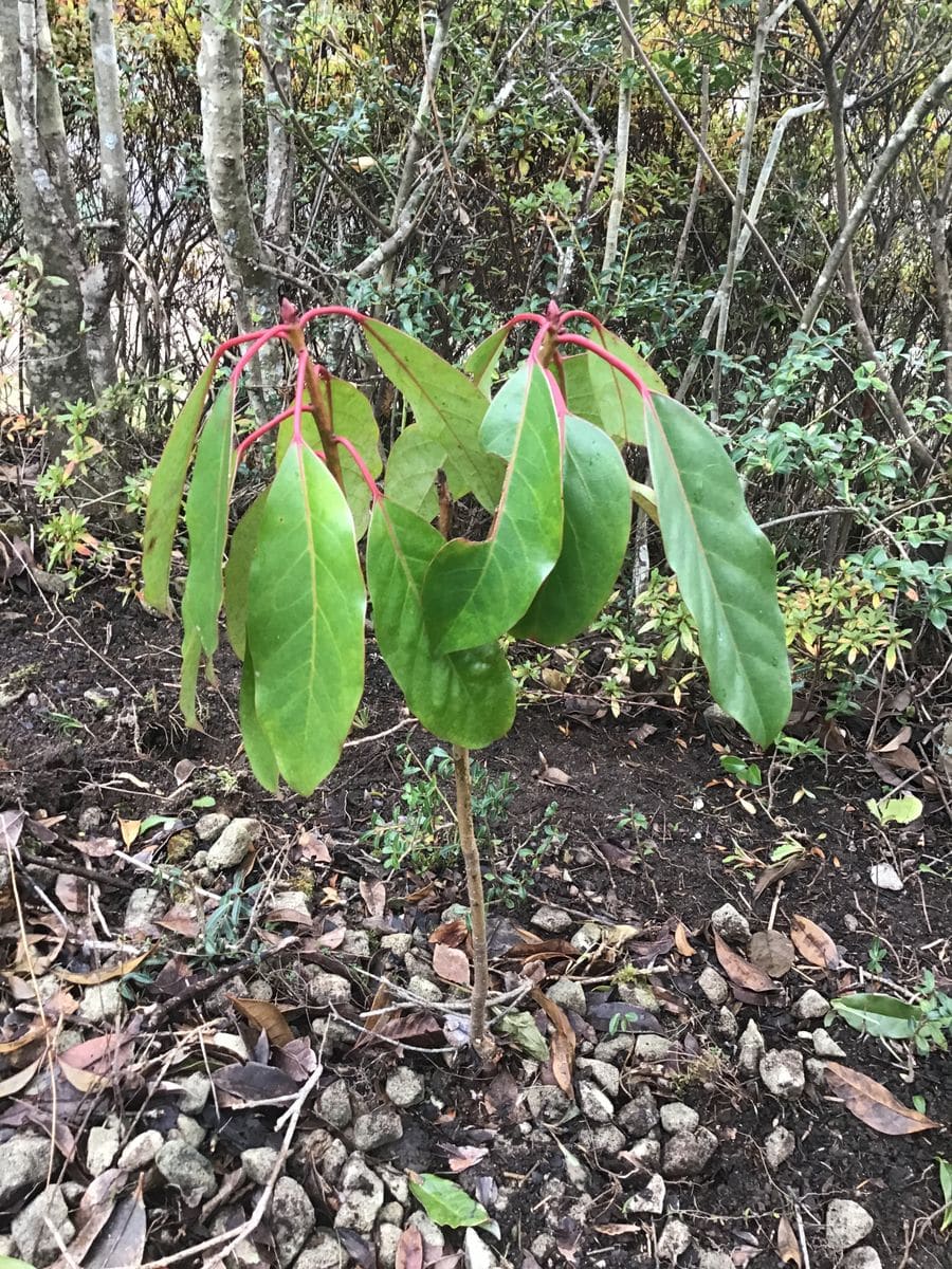 はじめまして、カウガールです。
庭で写真の植物を見つけました...