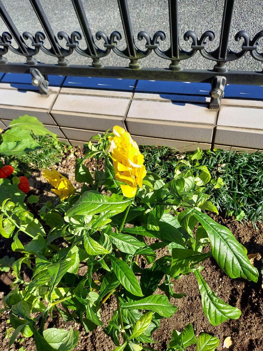 変わった形のかわいい黄色い花の名前を教えて下さい 宜しくお願 園芸相談q A みんなの趣味の園芸