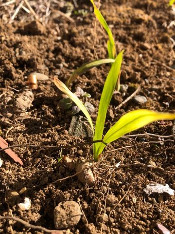 庭にこれが生えていますが、何でしょうか？
よろしくお願いいた...