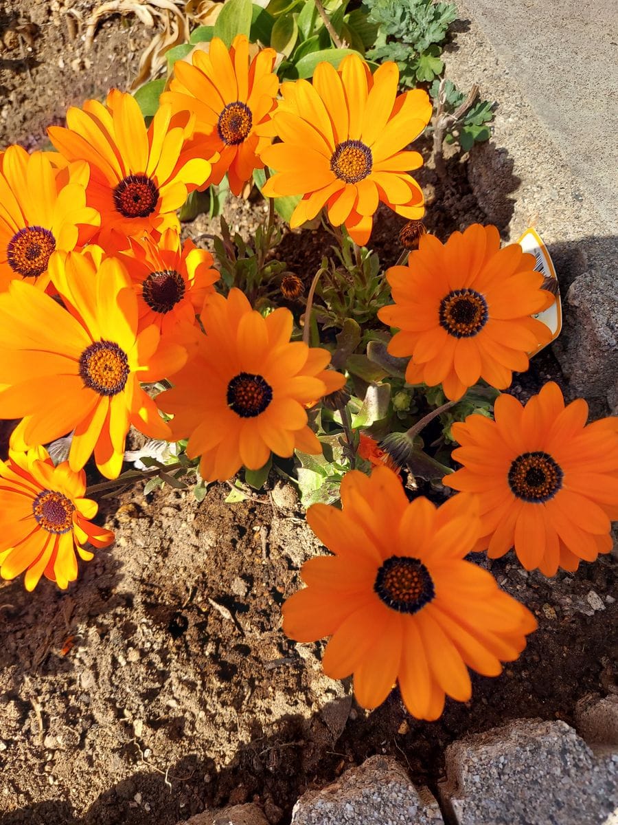 黄色とオレンジ色した色鮮やかな花の名前を教えて下さい ウォー 園芸相談q A みんなの趣味の園芸