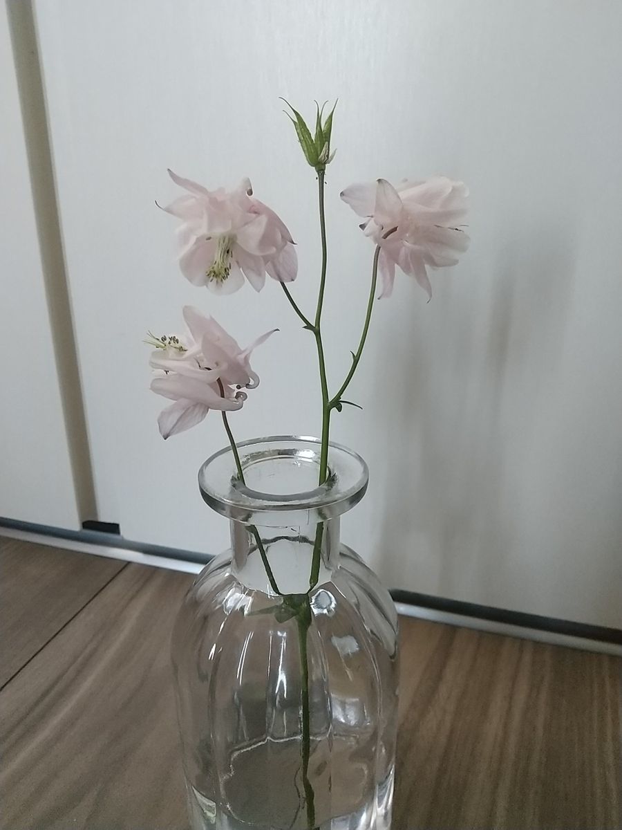 この花の名前教えて下さいm(_ _)m
よろしくお願いします...