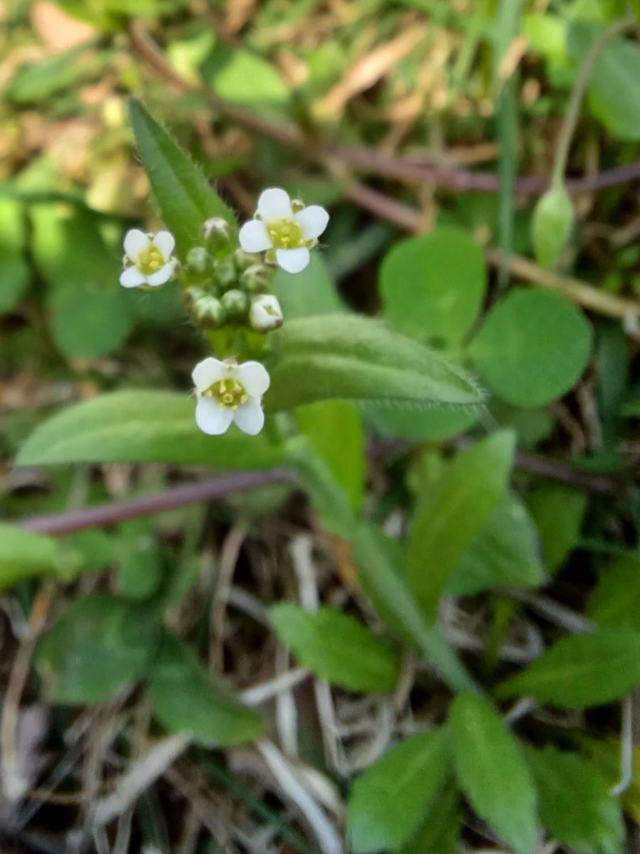 いつもお世話様です。
写真の草花の名前を、調べたのですがわか...