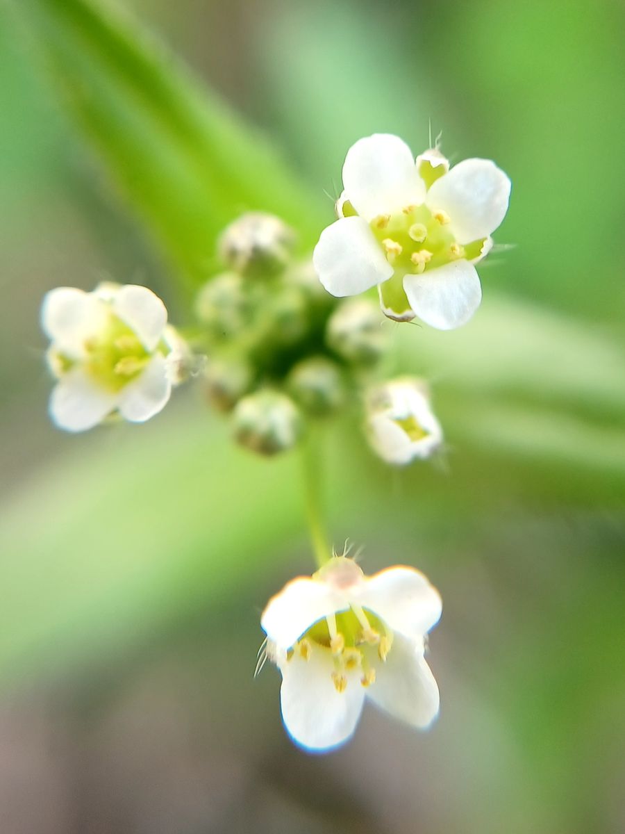 いつもお世話様です。
写真の草花の名前を、調べたのですがわか...