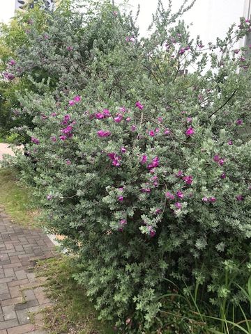 今日、友人がメールで何の花？って聞いてきました。
昨年も聞か...