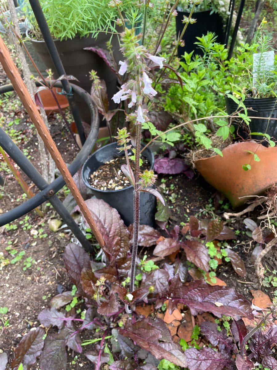 いつも花の名前を聞いて、教えていただきありがとうございます😊...