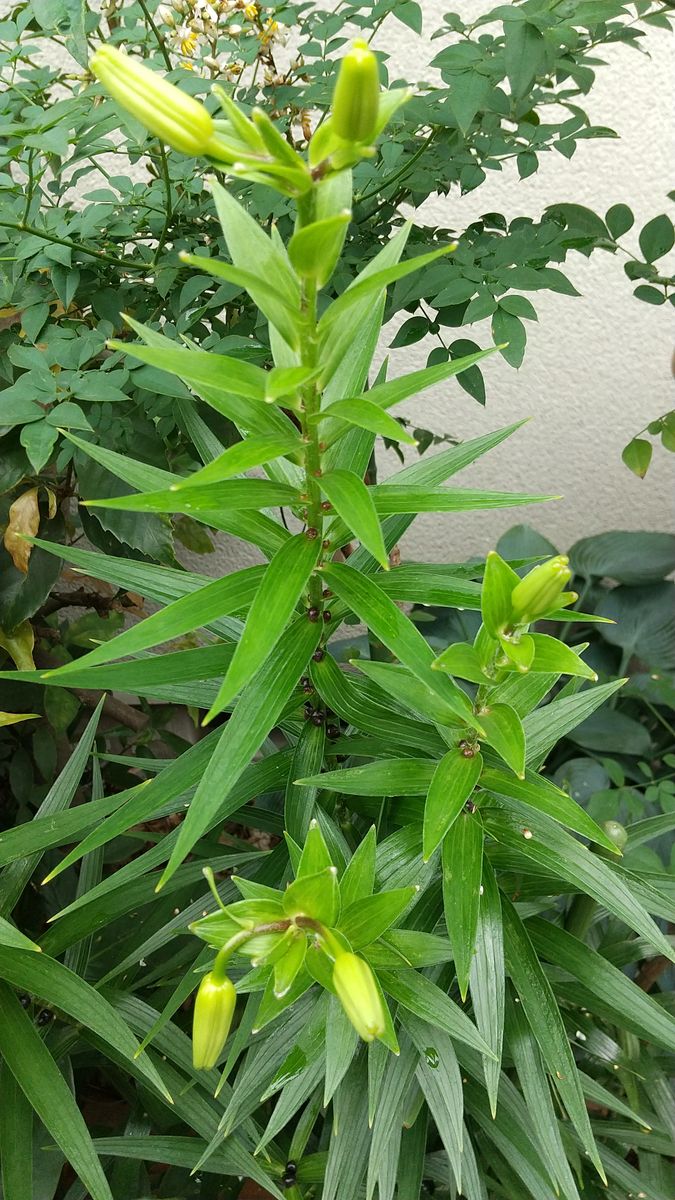 おはようございます。
以前(６月２０日)に一度 ご質問させて...