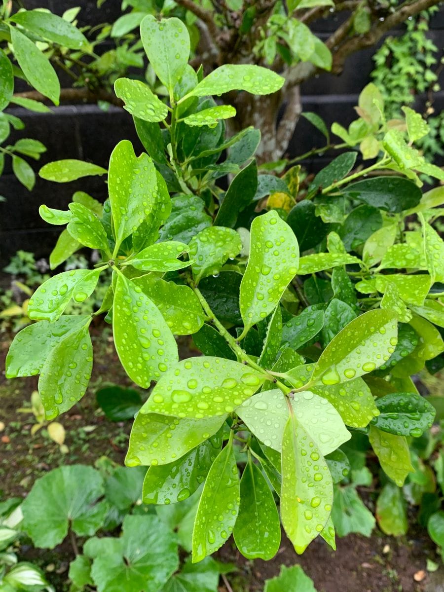 この木の名前を教えてください。
母から引き継いだ庭に植えてあ...