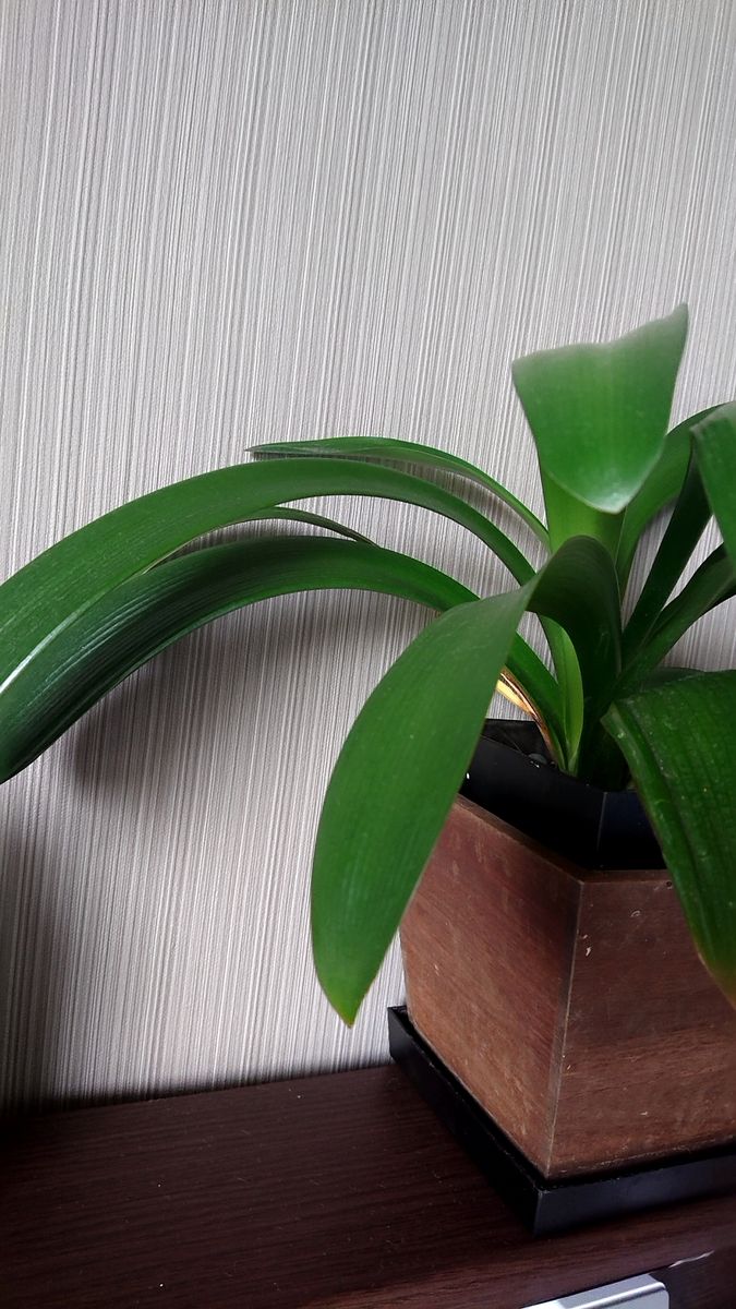 この植物の名前は?
近所で建て壊しがあり打ち捨てられていた
...