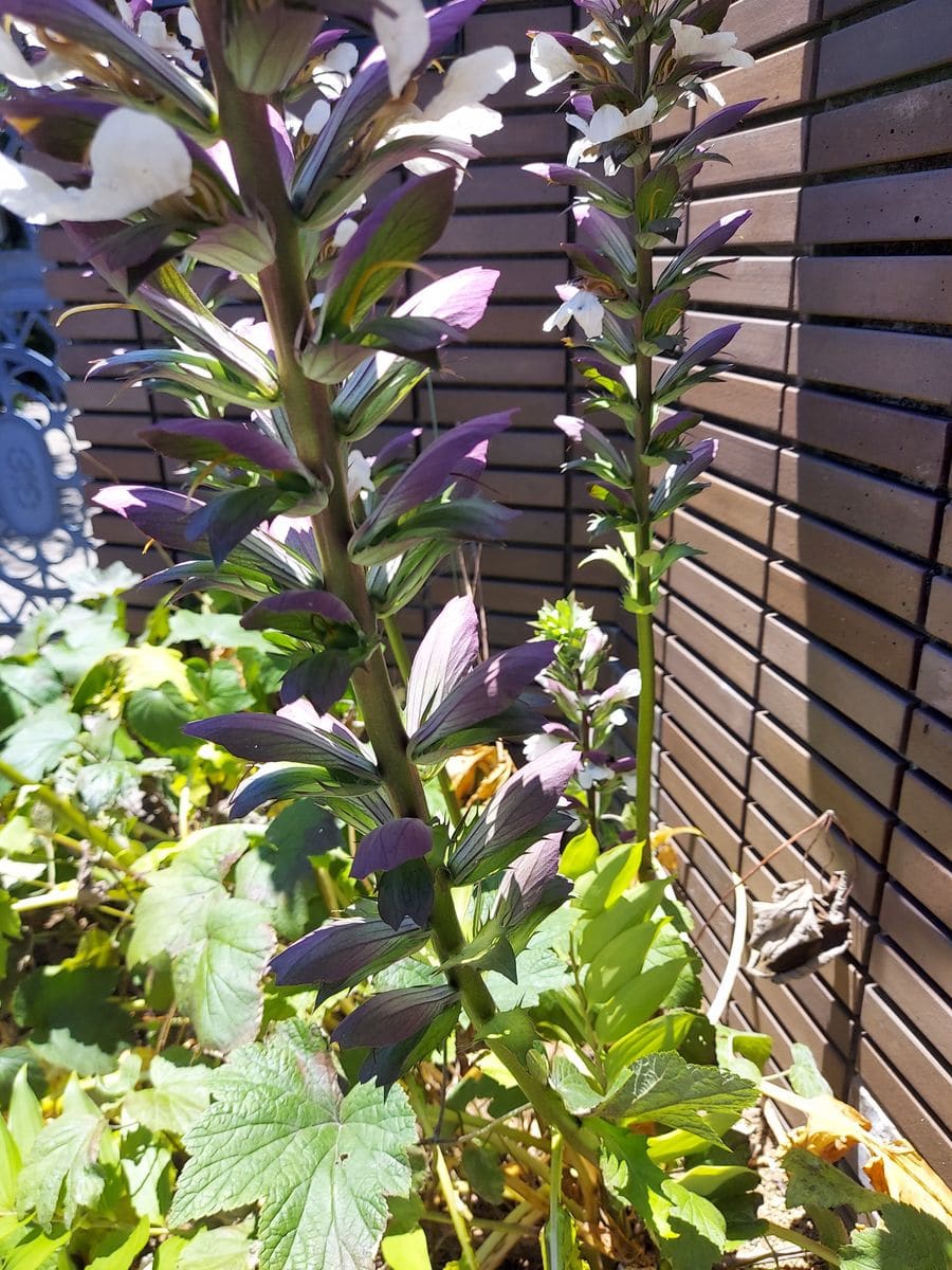 細長くたてにのびた花の名前を教えて下さい😁初めて見ました☺️...