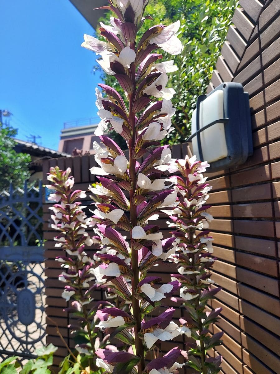 細長くたてにのびた花の名前を教えて下さい😁初めて見ました☺️...