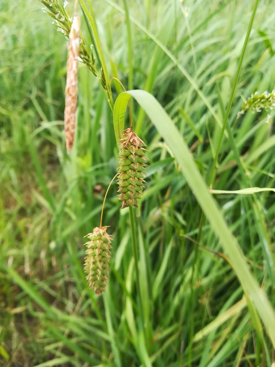 札幌市郊外の草原で見つけました。イネ科の植物の種だと思います...