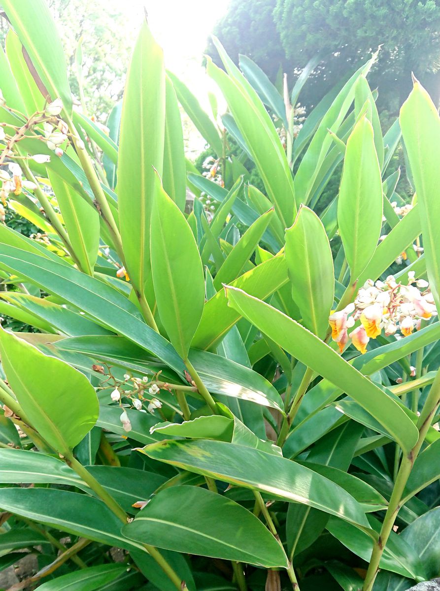 お寺の境内に植わっていたもので、花が咲いてたんですが、名前が...