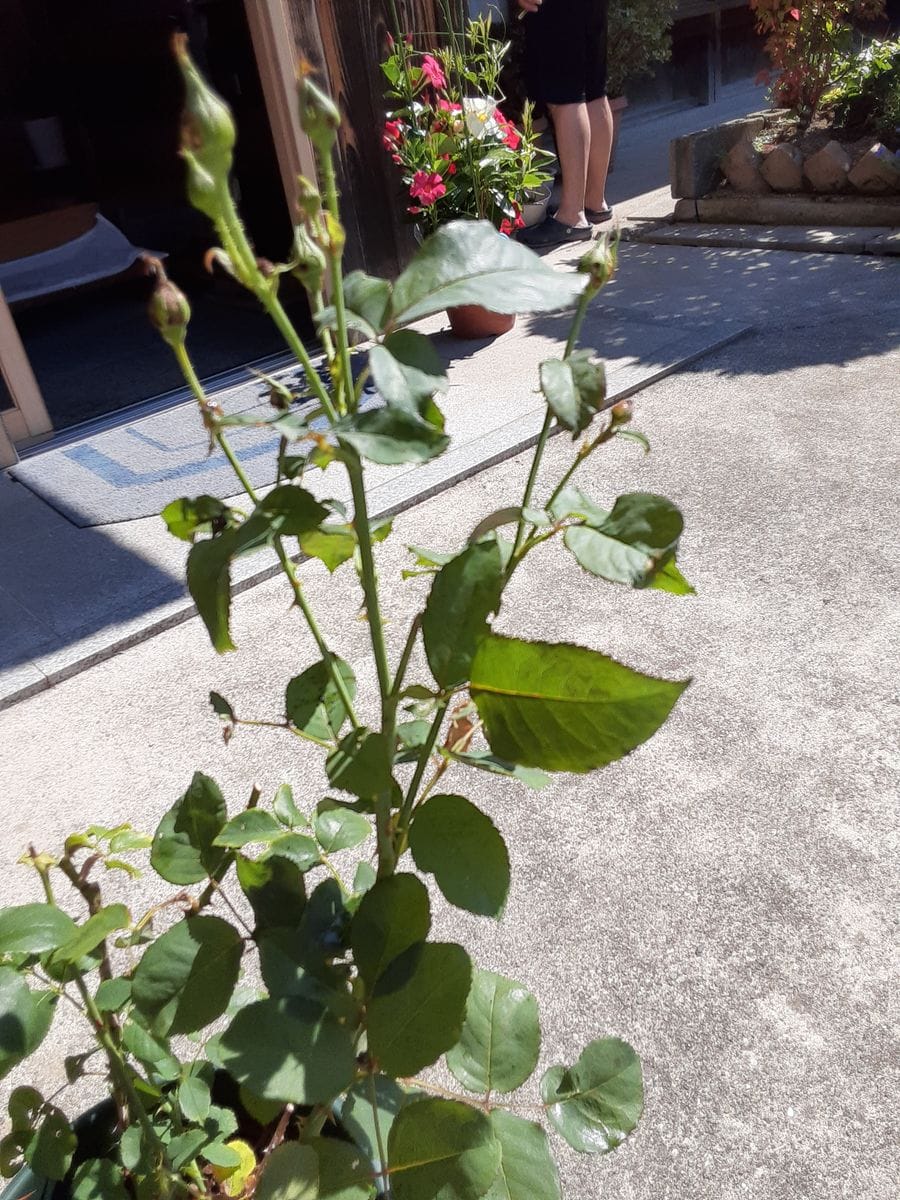 今年初めて咲かせた薔薇についての相談です。
お花が終わって、...