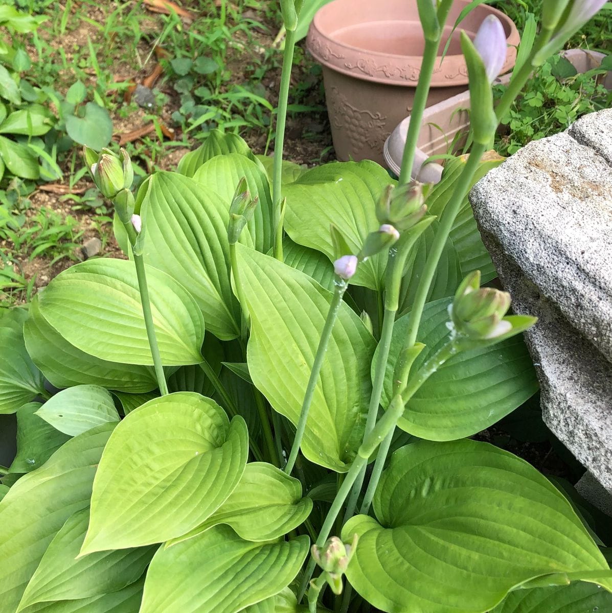 お世話になります。こちらの花、調べたら
キボウシ(ホスタ)だ...