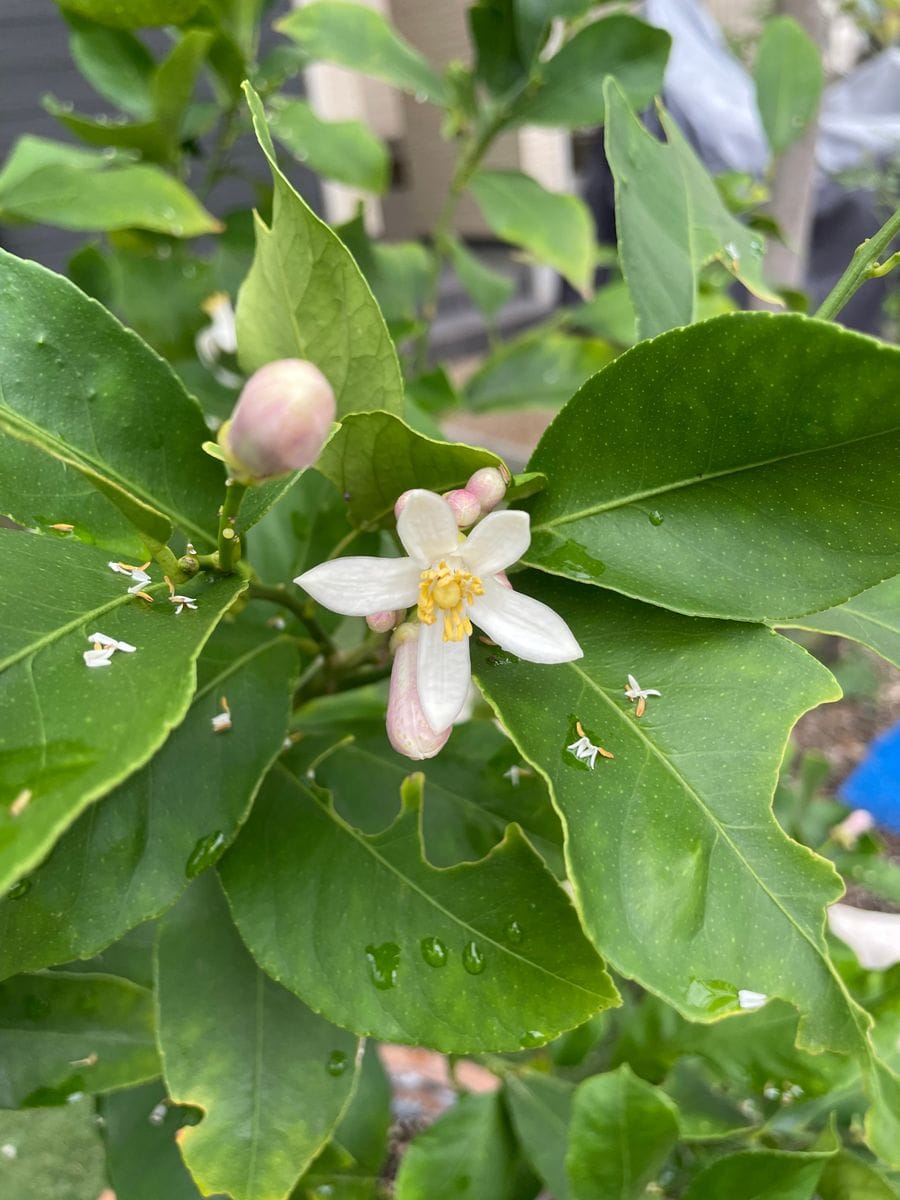 鉢植えレモンの木について質問させてください 春に花が咲き 園芸相談q A みんなの趣味の園芸