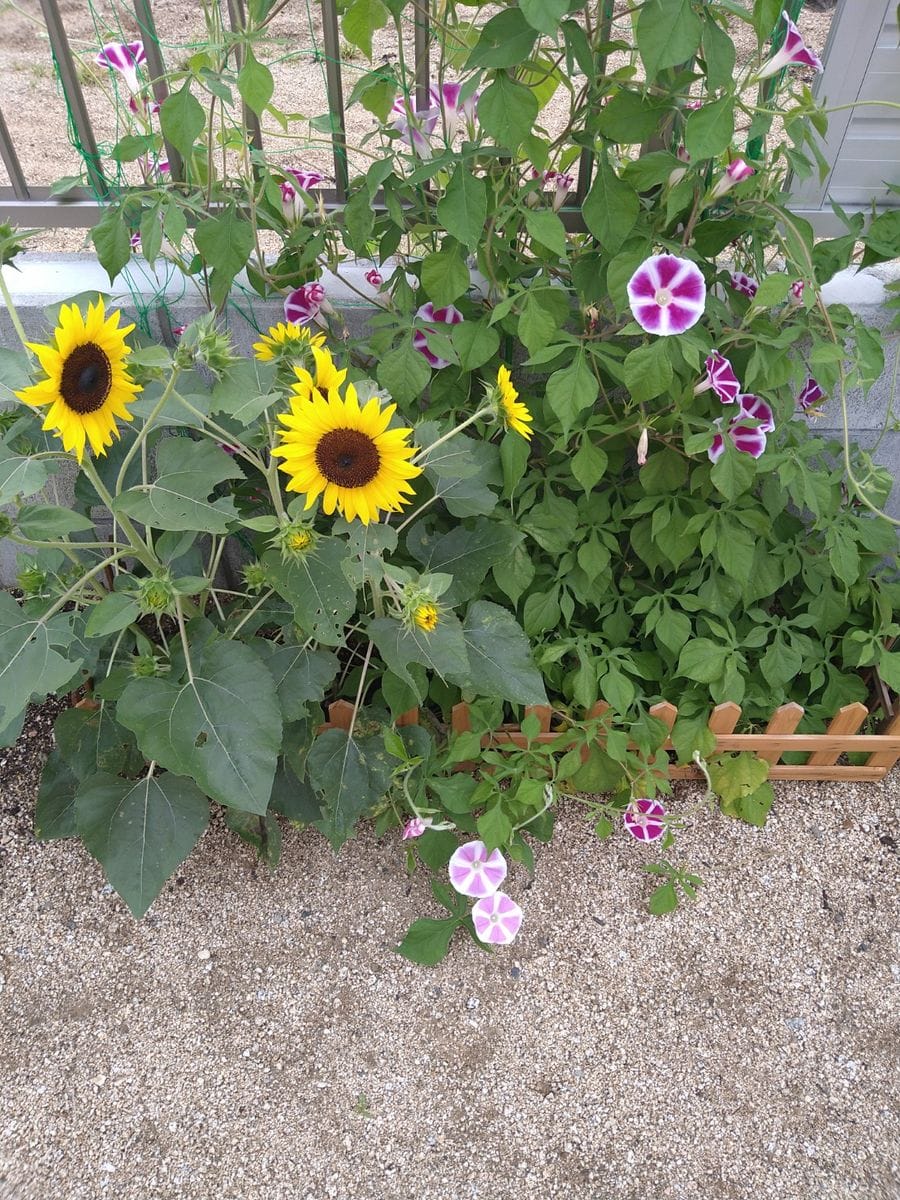 ミニひまわりについて質問です 種から育てたミニひまわりで 園芸相談q A みんなの趣味の園芸