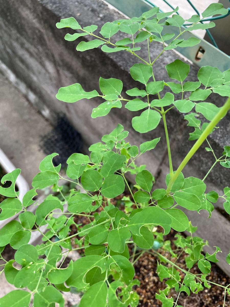 モリンガという植物🪴を苗から買って小さな花壇で育ててますが、...