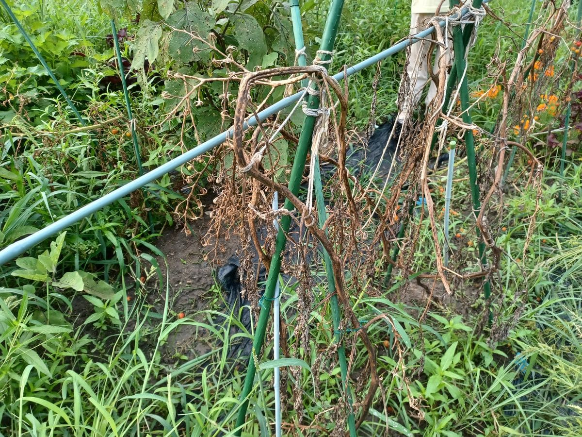 4月から畑でトマトを栽培していて、順調にたくさん収穫できてい...