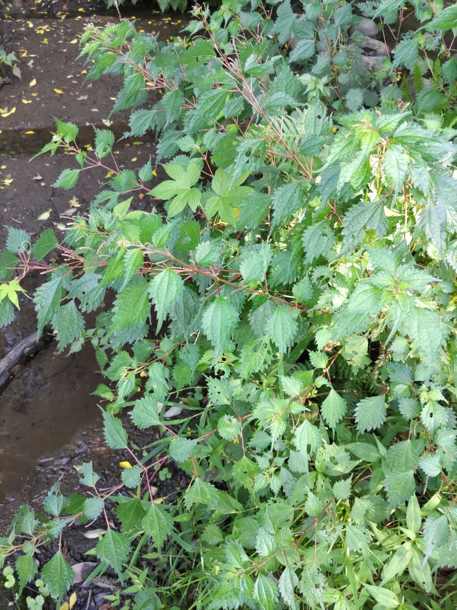 添付ファイルの植物の名前を教えてください。
友人（地元の農家...