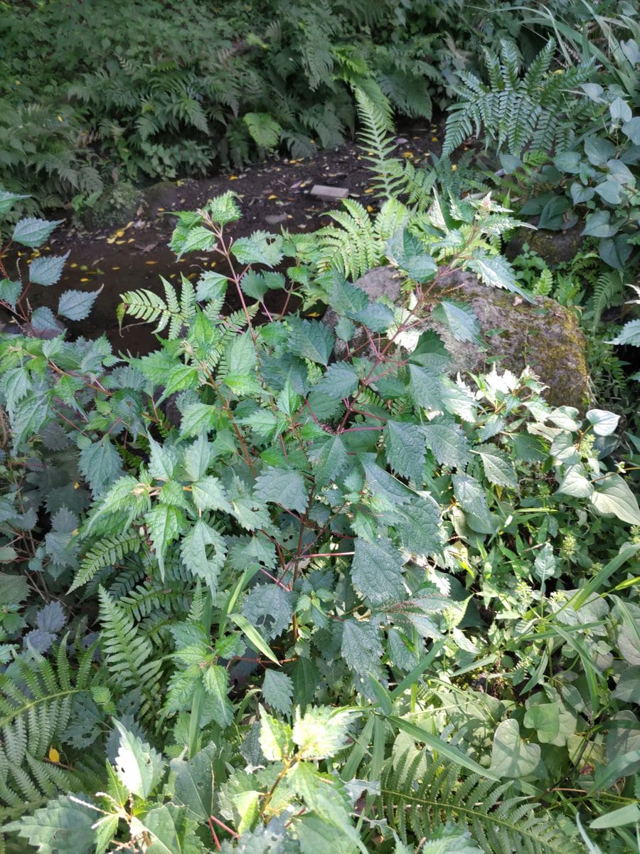 添付ファイルの植物の名前を教えてください。
友人（地元の農家...