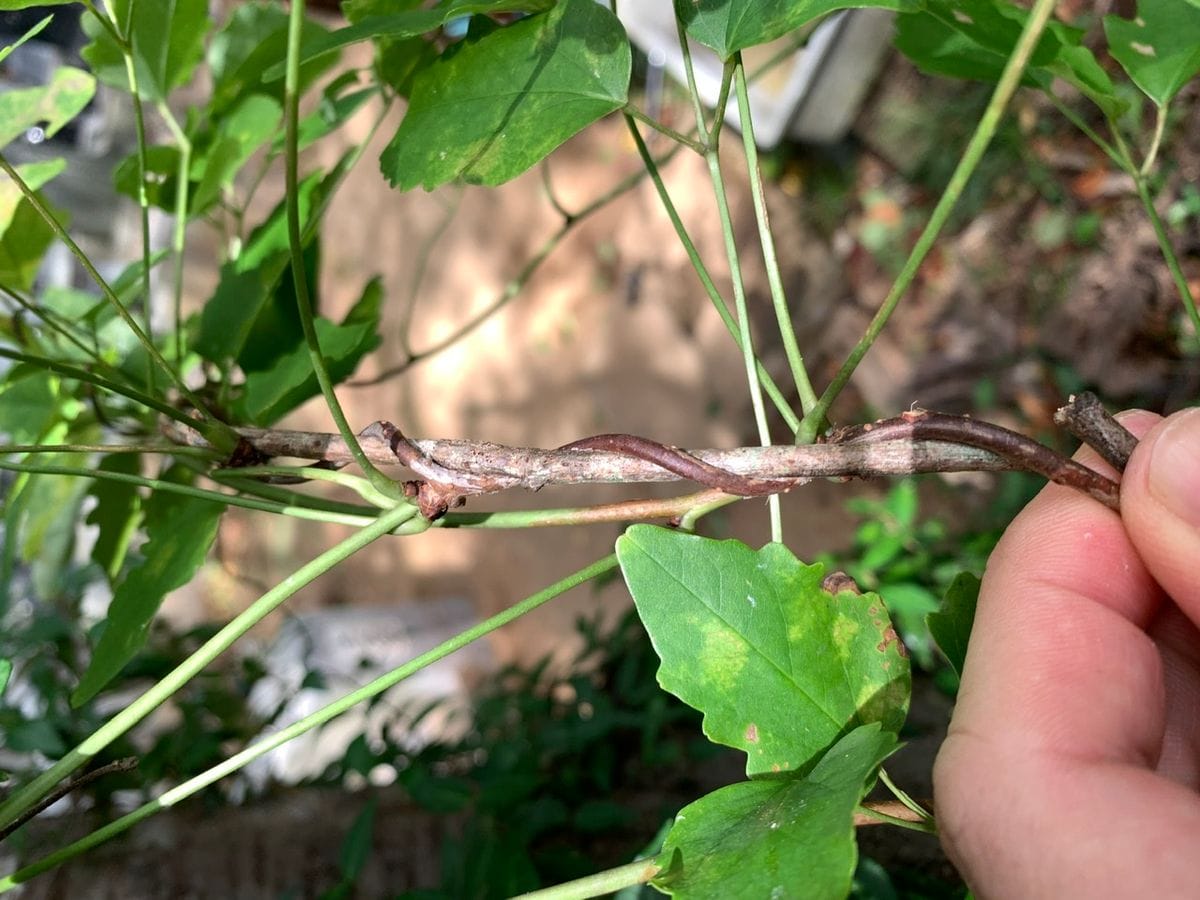 この植物の名前を教えてください。宜しくお願いします。ありがと...