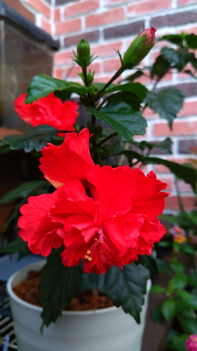 皆さんこんにちは。
八重のハイビスカスです。
今年の花は花弁...